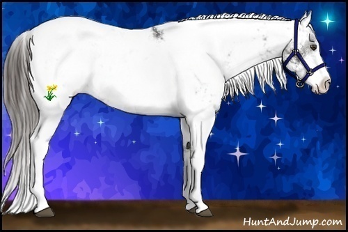 Horse Color:Liver Chestnut Sabino