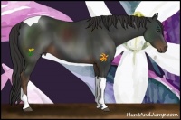 Horse Color:Liver Chestnut Tobiano 