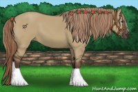 Horse Color:Liver Red Dun 