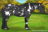 Horse Color:White Spotted Black 