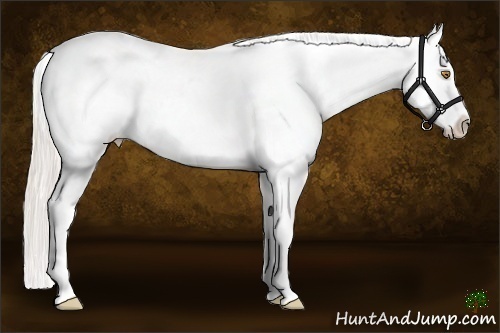 Horse Color:Silver Classic Champagne Appaloosa 