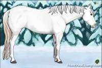 Horse Color:Chestnut Tobiano Appaloosa