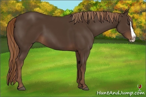 Horse Color:Liver Chestnut Splash Frame 