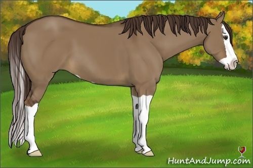 Horse Color:Liver Red Dun Splash