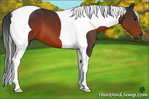 Horse Color:Brown Tobiano Frame 
