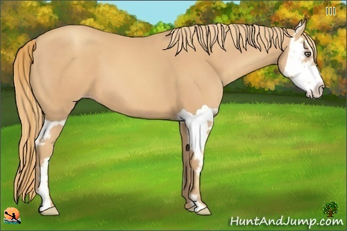 Horse Color:Gold Champagne Splash Frame 