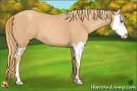 Horse Color:Gold Champagne Splash Frame 