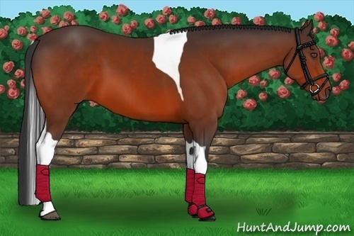 Horse Color:Bay Tobiano 
