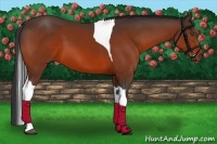 Horse Color:Bay Tobiano 