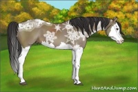 Horse Color:Liver Red Dun Ice Splash 