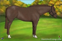 Horse Color:Liver Chestnut 