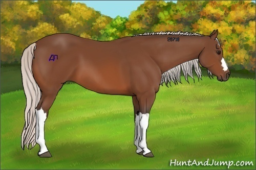 Horse Color:Silver Bay 