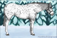 Horse Color:White Spotted Blue Roan Splash Frame Appaloosa