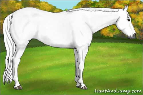 Horse Color:Gray Bay Tobiano