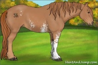 Horse Color:White Spotted Chestnut