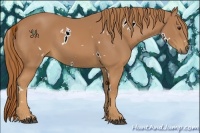 Horse Color:White Spotted Chestnut 