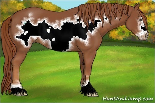 Horse Color:Chestnut Sabino Frame