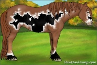 Horse Color:Chestnut Sabino Frame