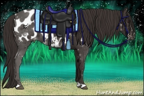 Horse Color:Liver Chestnut Appaloosa Rabicano 