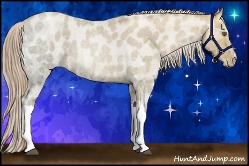 Horse Color:Liver Red Ice Roan Pearl Appaloosa