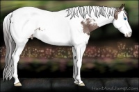 Horse Color:Bay Splash Tobiano Snowcap 