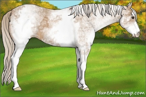 Horse Color:White Spotted Palomino Ice 