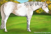 Horse Color:White Spotted Palomino Ice 