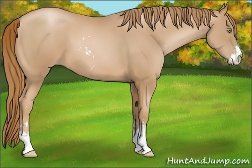 Horse Color:Chestnut Pearl Sabino 