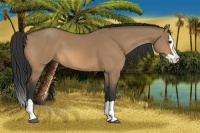 Horse Color:Bay Dun Splash 