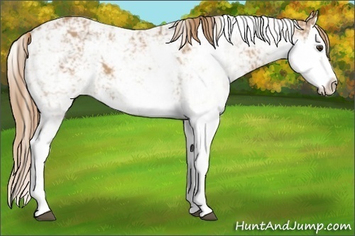 Horse Color:Chestnut Sabino Splash 