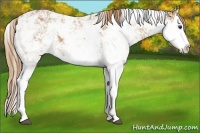 Horse Color:Chestnut Sabino Splash