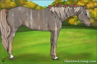 Horse Color:Chocolate Palomino Ice Sabino 