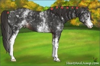 Horse Color:White Spotted Liver Chestnut 