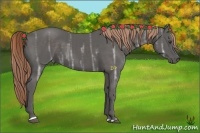 Horse Color:Liver Chestnut Ice Sabino 
