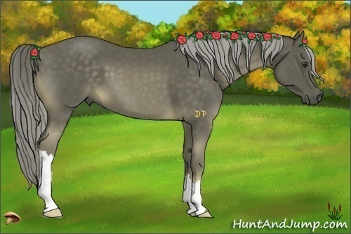 Horse Color:Chocolate Palomino 