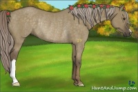 Horse Color:Chocolate Palomino Dun Rabicano