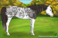 Horse Color:Liver Chestnut Ice Splash 