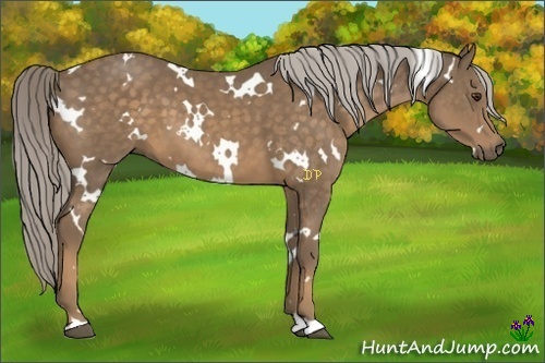 Horse Color:White Spotted Chocolate Palomino