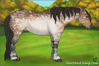 Horse Color:Brown Ice Rabicano 