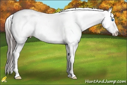 Horse Color:White Spotted Blue Roan Splash Frame Appaloosa 