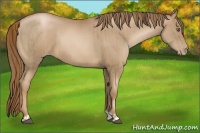 Horse Color:Liver Chestnut Pearl  and Liver Chestnut Pearl 