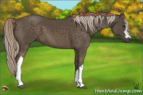 Horse Color:Chocolate Palomino 