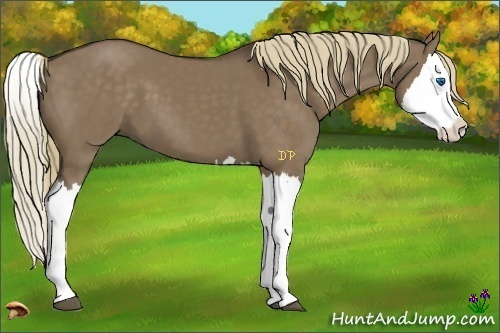 Horse Color:Liver Red Dun Splash