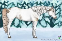 Horse Color:White Spotted Chocolate Palomino