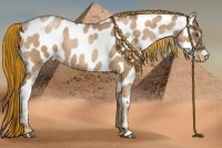 Horse Color:Painted Liver Chestnut Pearl Appaloosa  Brindle