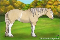 Horse Color:White Spotted Palomino Dun Sabino Rabicano