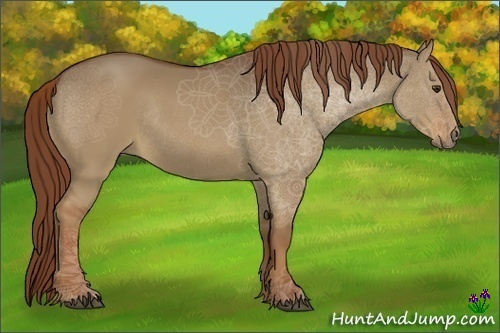 Horse Color:Red Dun Rabicano