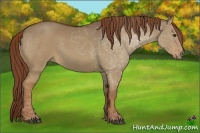 Horse Color:Red Dun Rabicano