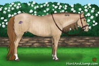 Horse Color:Liver Chestnut Pearl  and Liver Chestnut Pearl 