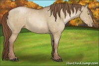 Horse Color:Bay Pearl Dun  Brindle